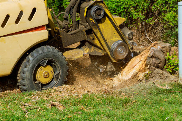 Best Tree Mulching  in USA